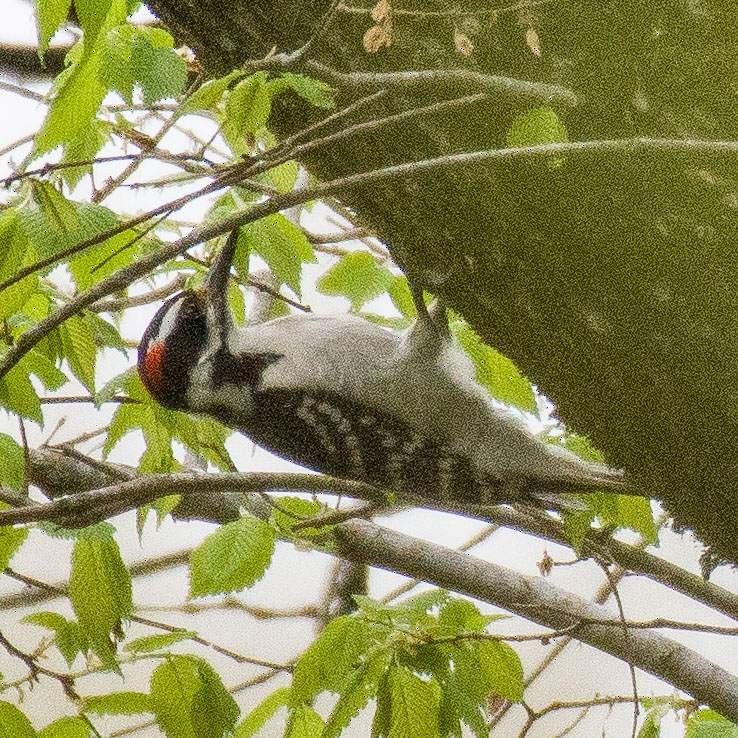 Hairy Woodpecker - ML554204371