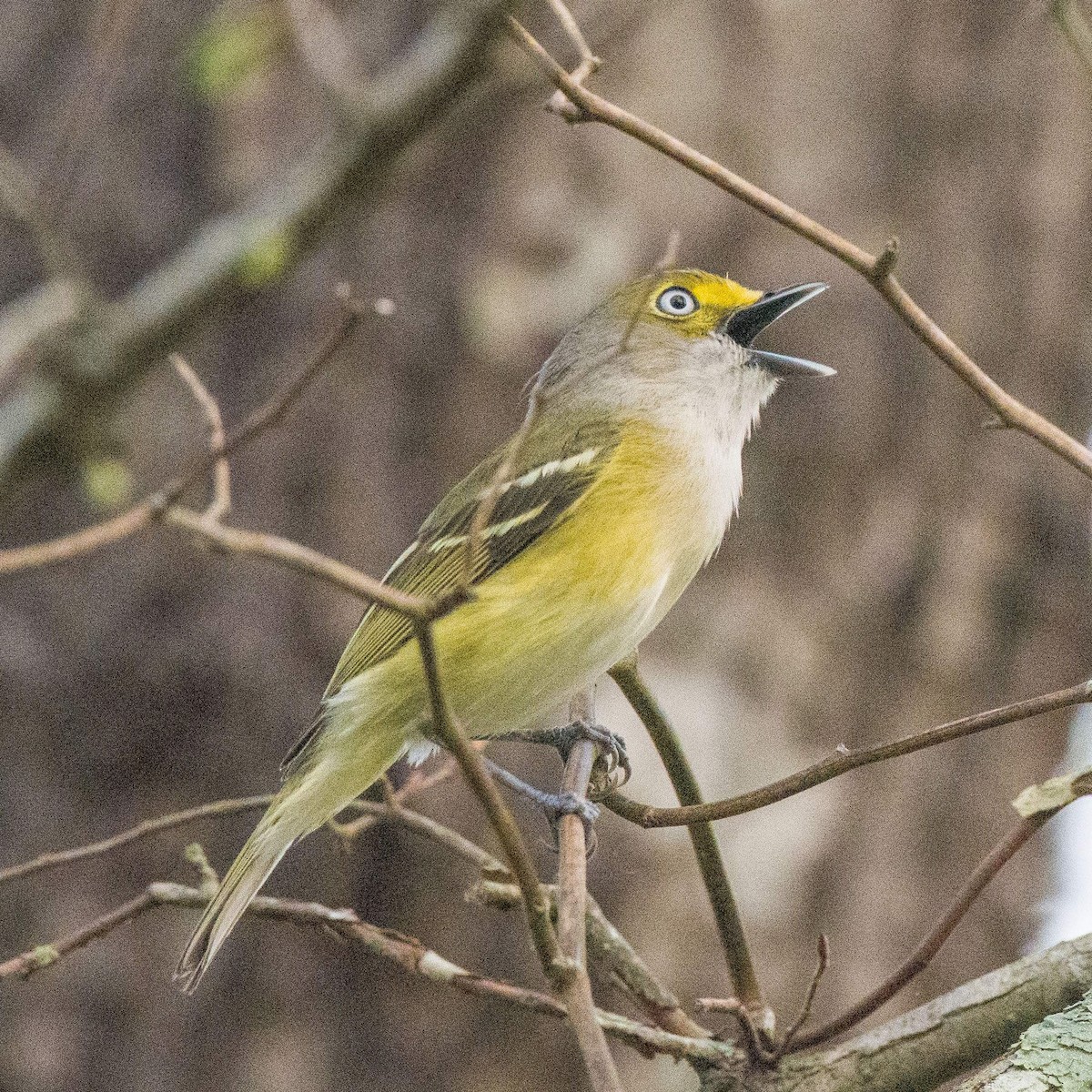White-eyed Vireo - ML554204431