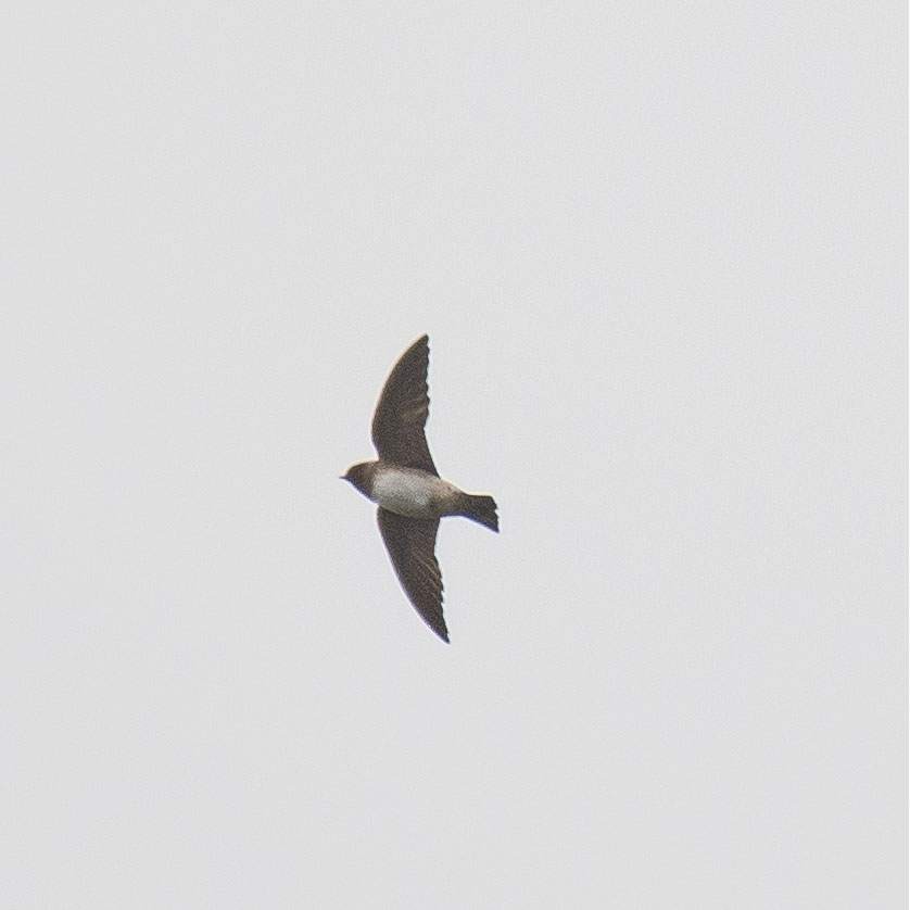 Cliff Swallow - ML554204571