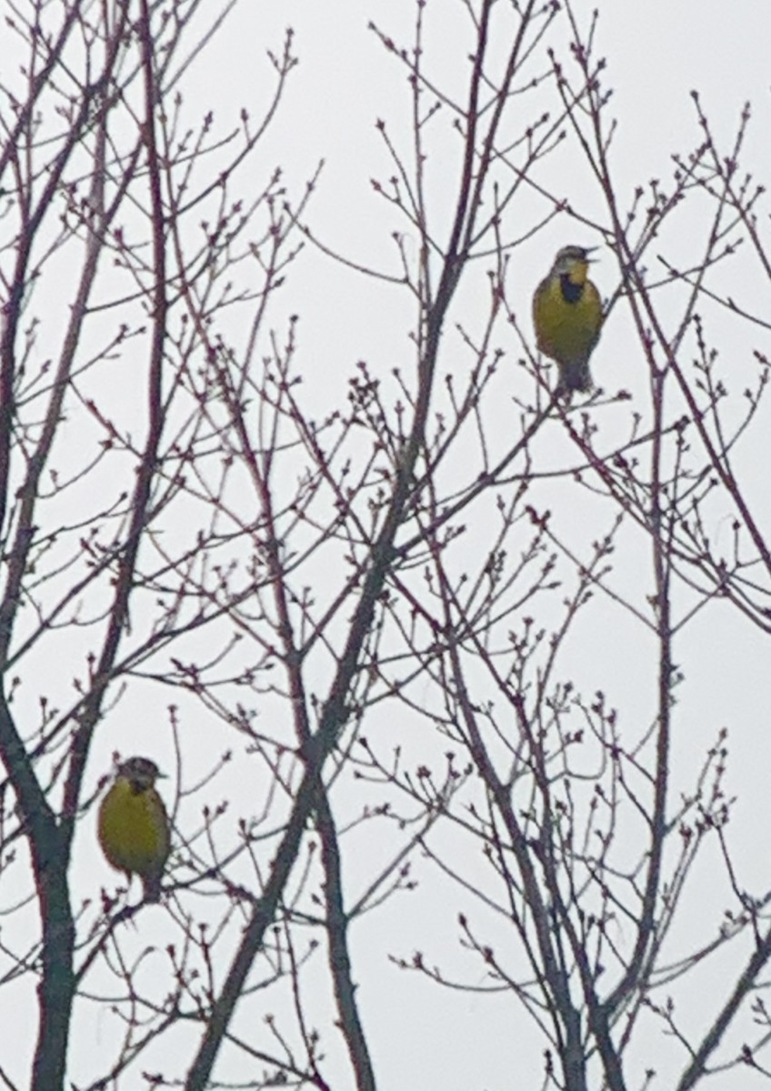 Eastern Meadowlark (Eastern) - ML554204811