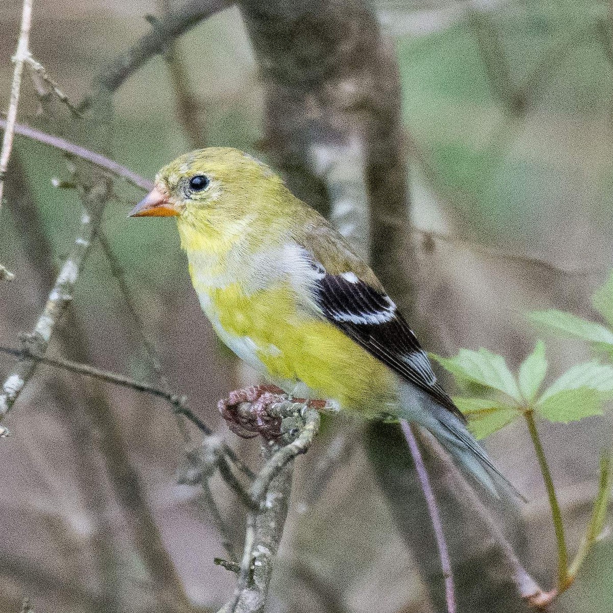 American Goldfinch - ML554204861