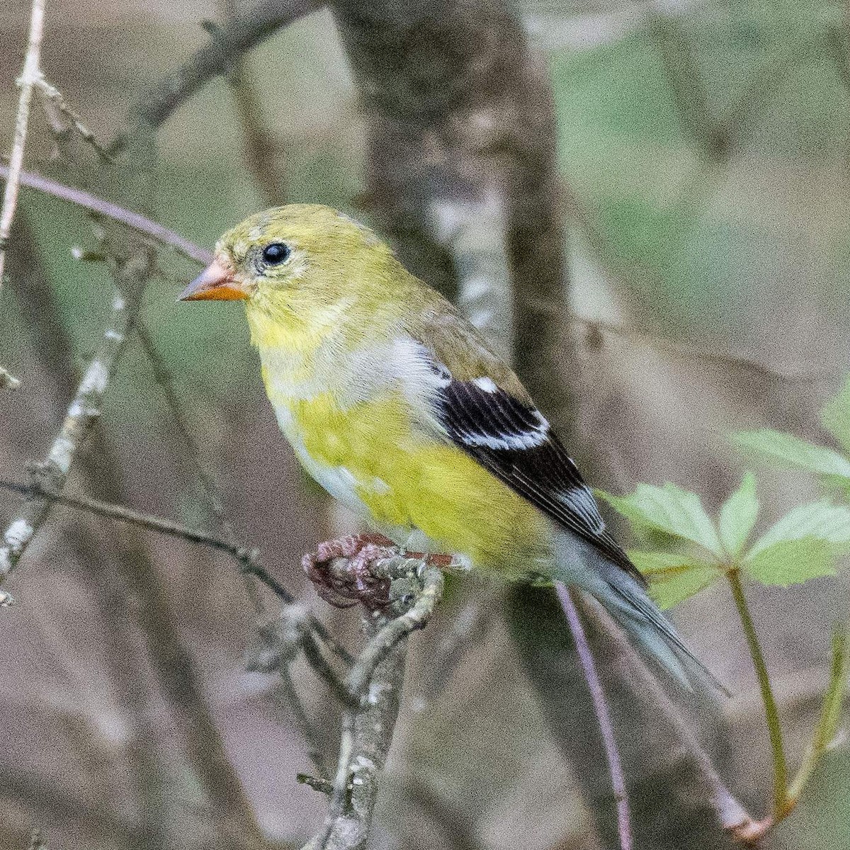 Chardonneret jaune - ML554204861