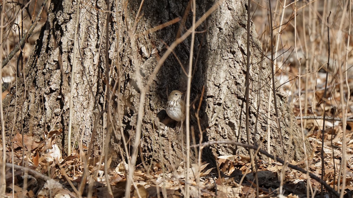 Hermit Thrush - ML554204881