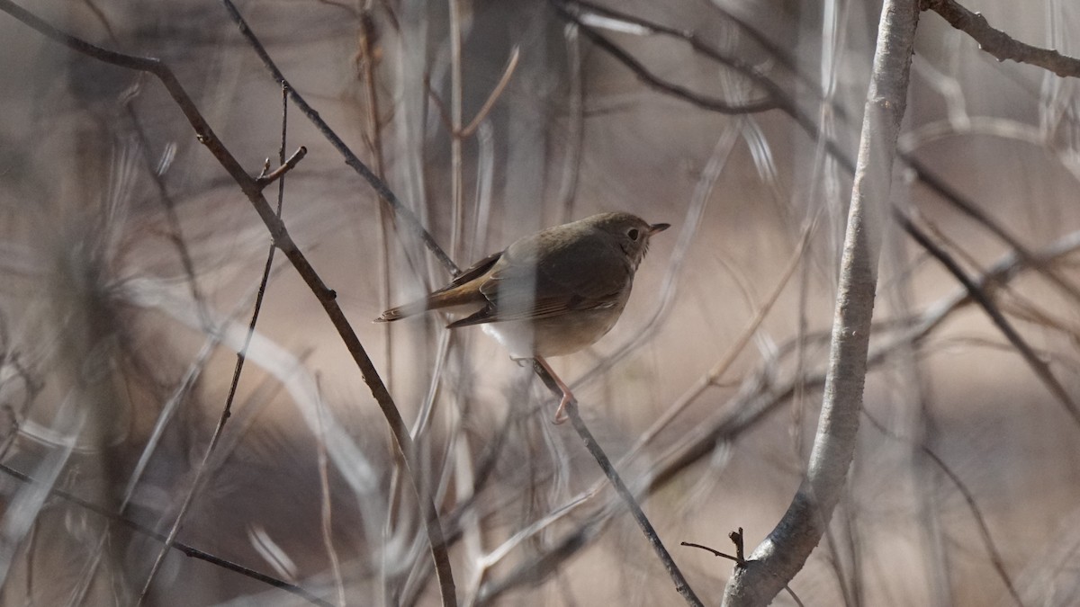 Hermit Thrush - ML554204911