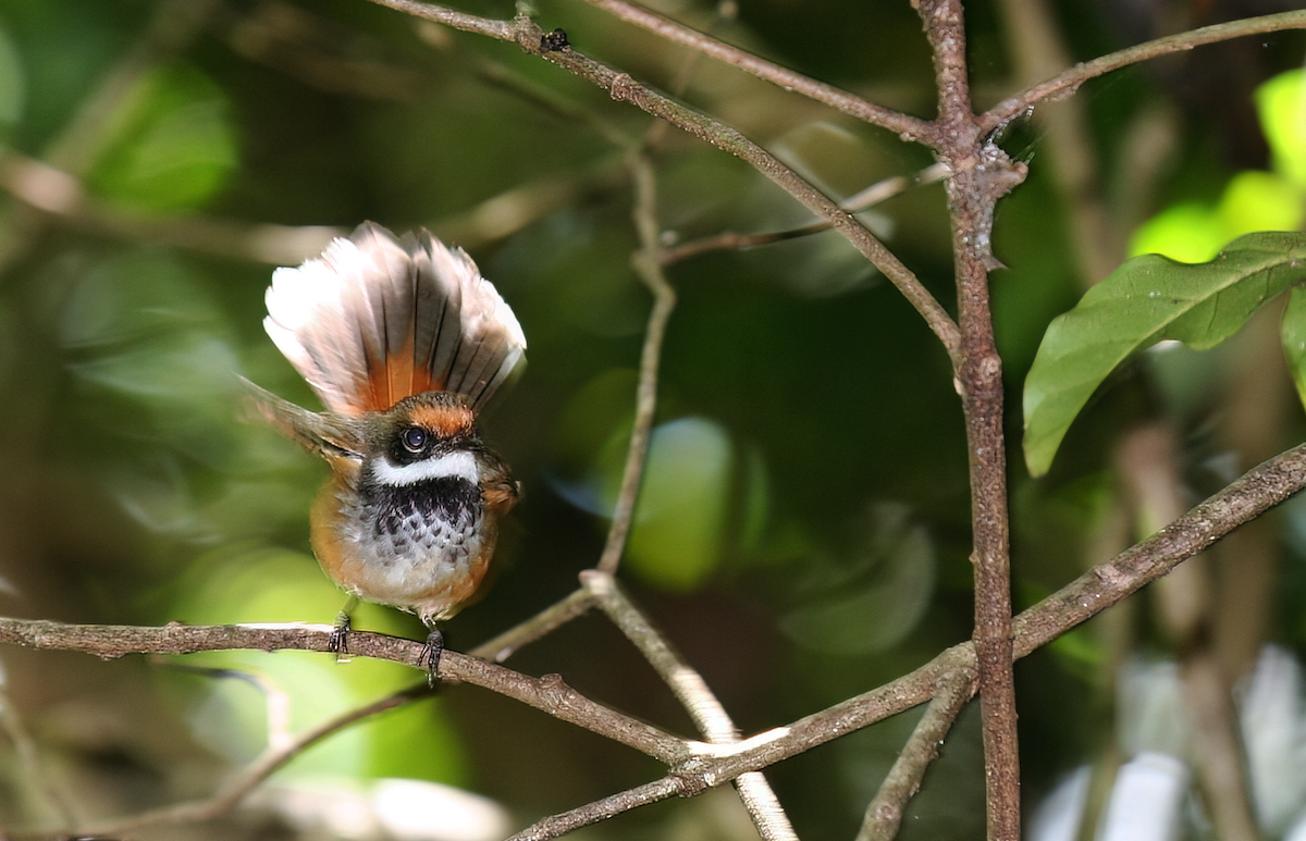 Micronesian Rufous Fantail - ML554204921