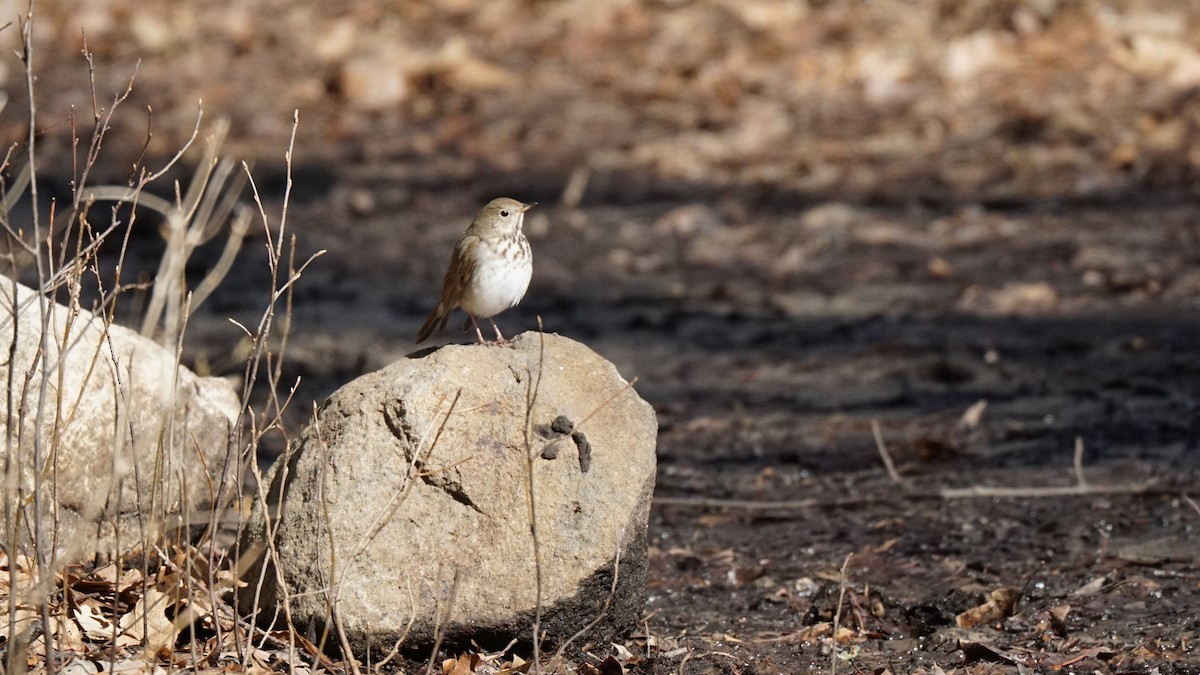 Hermit Thrush - ML554204971