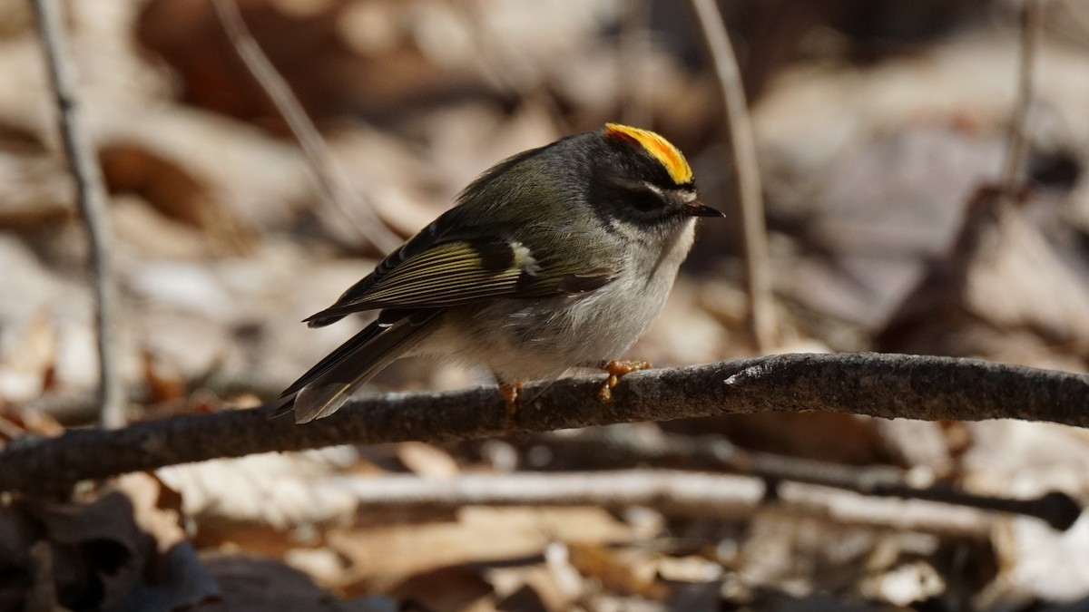 Golden-crowned Kinglet - ML554205041