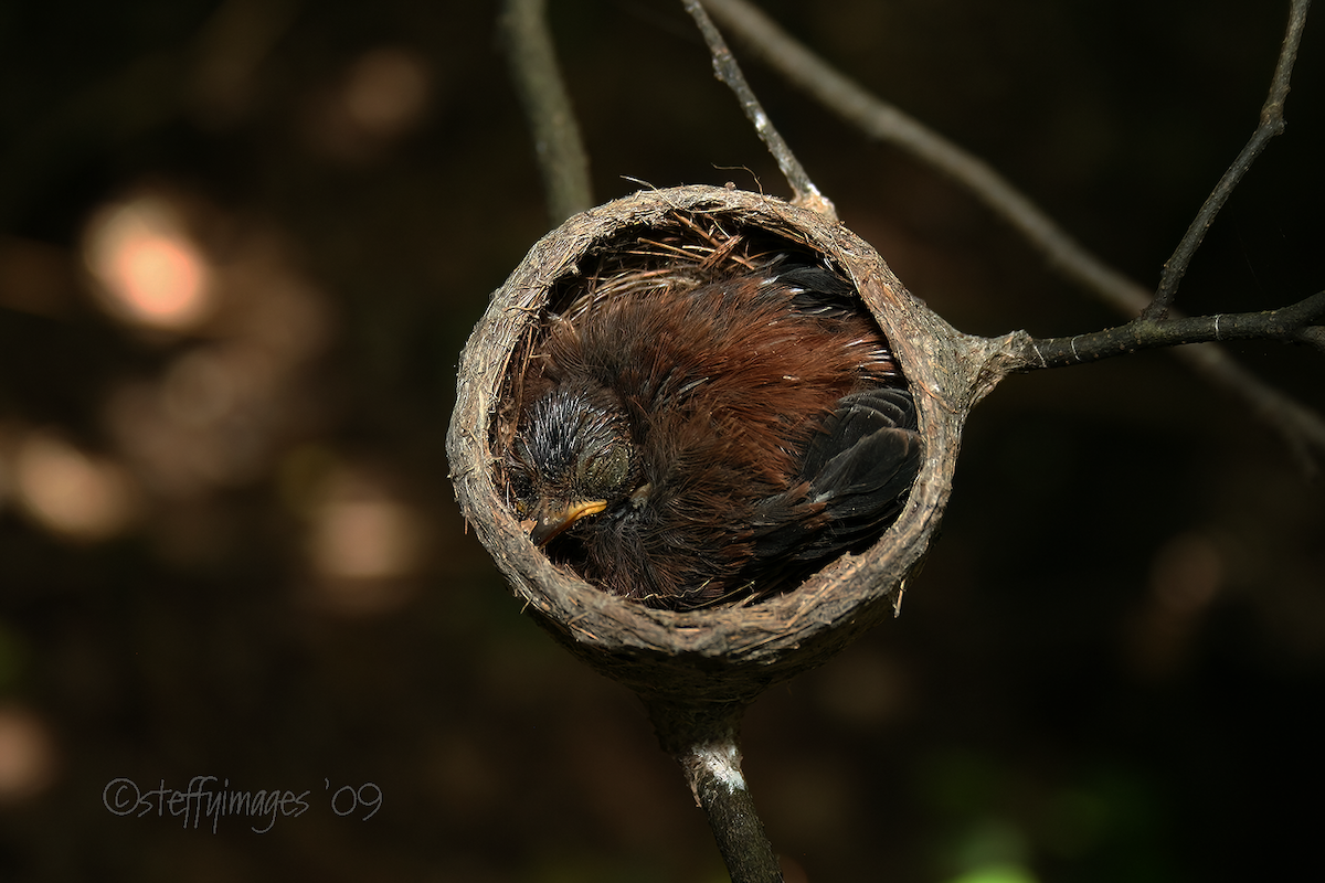 Micronesian Rufous Fantail - ML554205051
