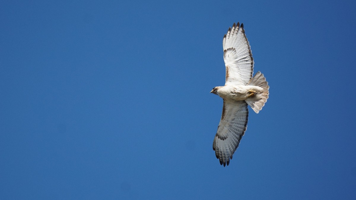 Red-tailed Hawk - ML554205381