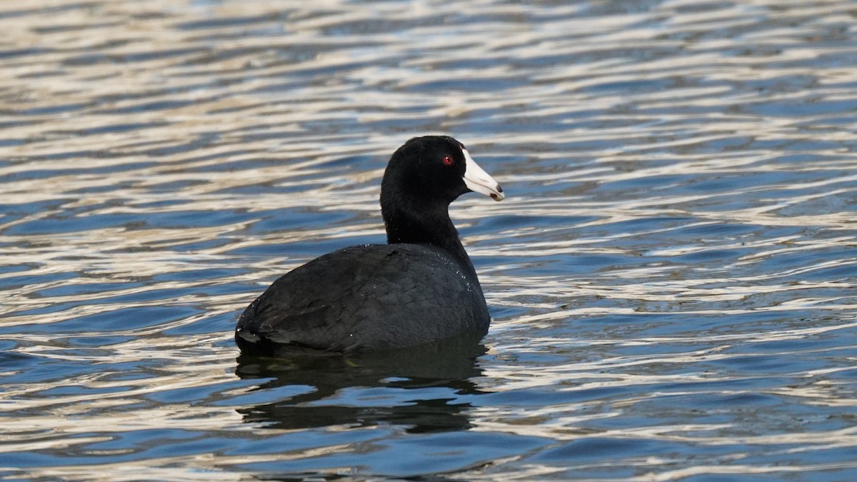 American Coot - Andy Tiarks