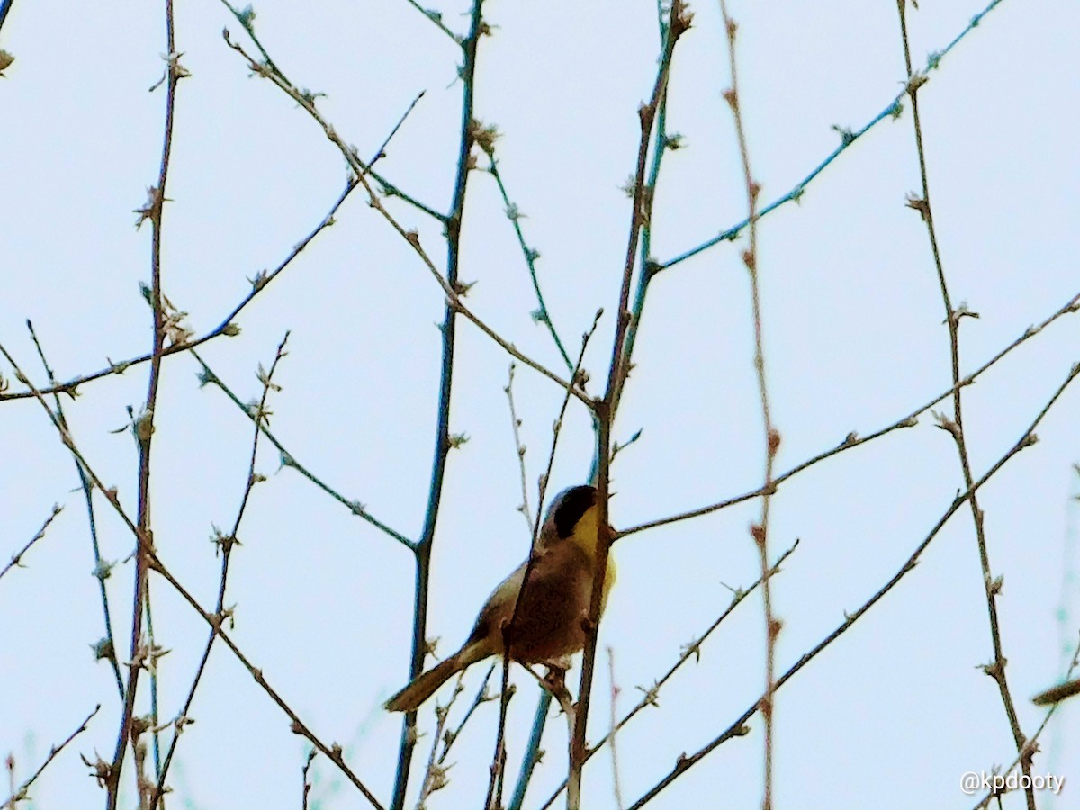 Common Yellowthroat - ML554205641