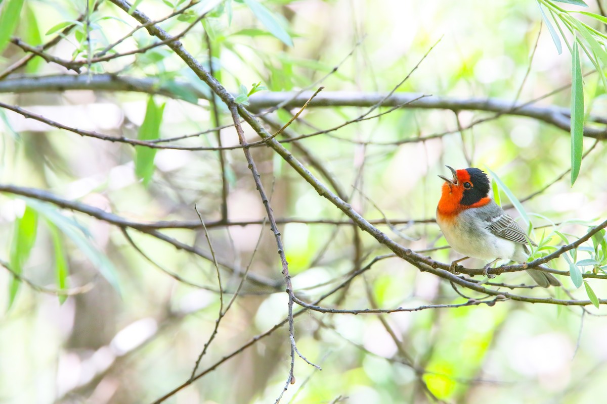 Red-faced Warbler - ML554205751