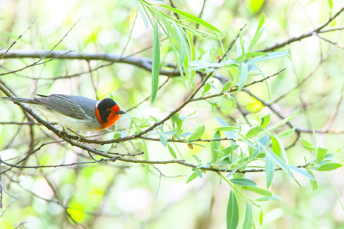 Red-faced Warbler - ML554205781