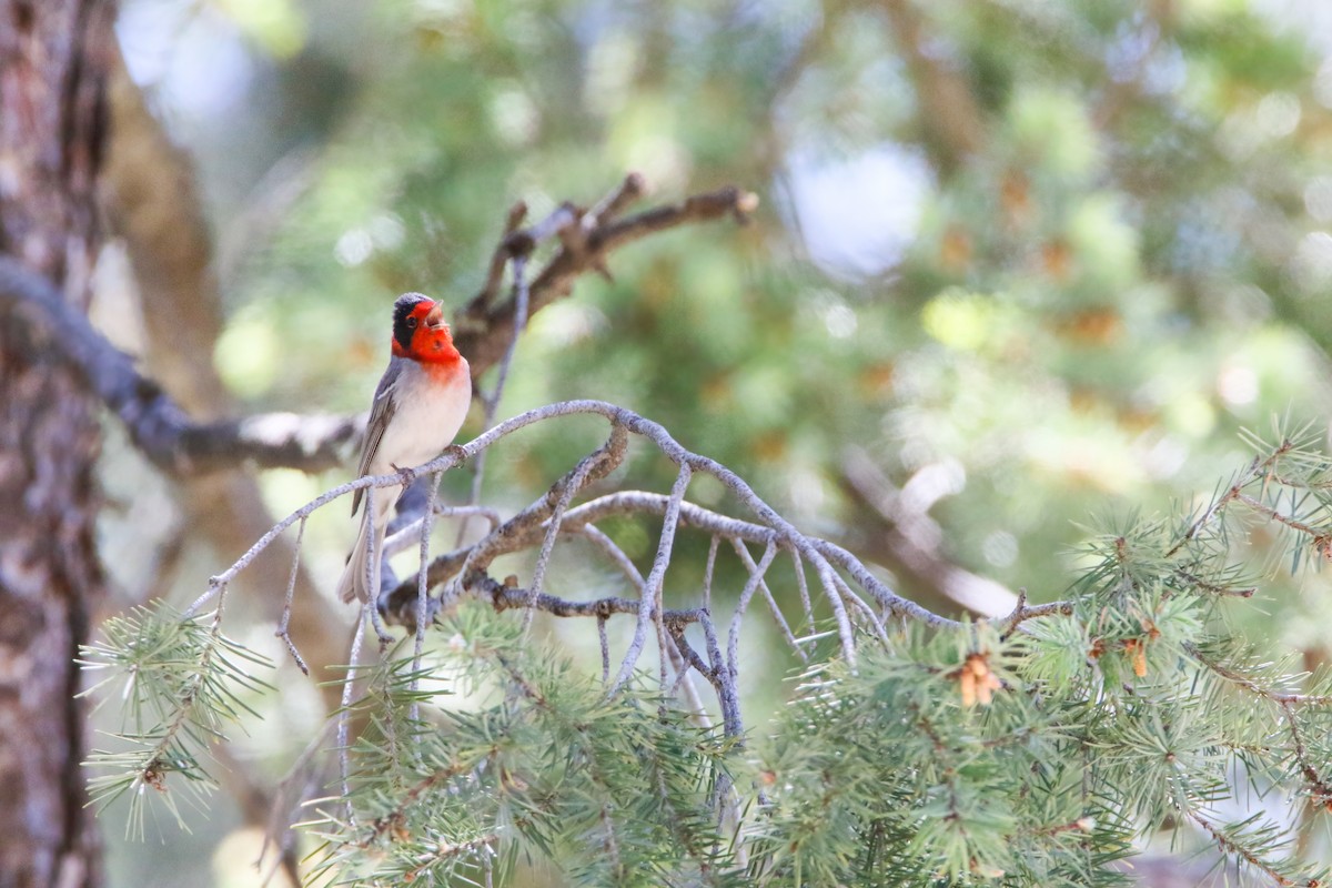 Red-faced Warbler - ML554205791