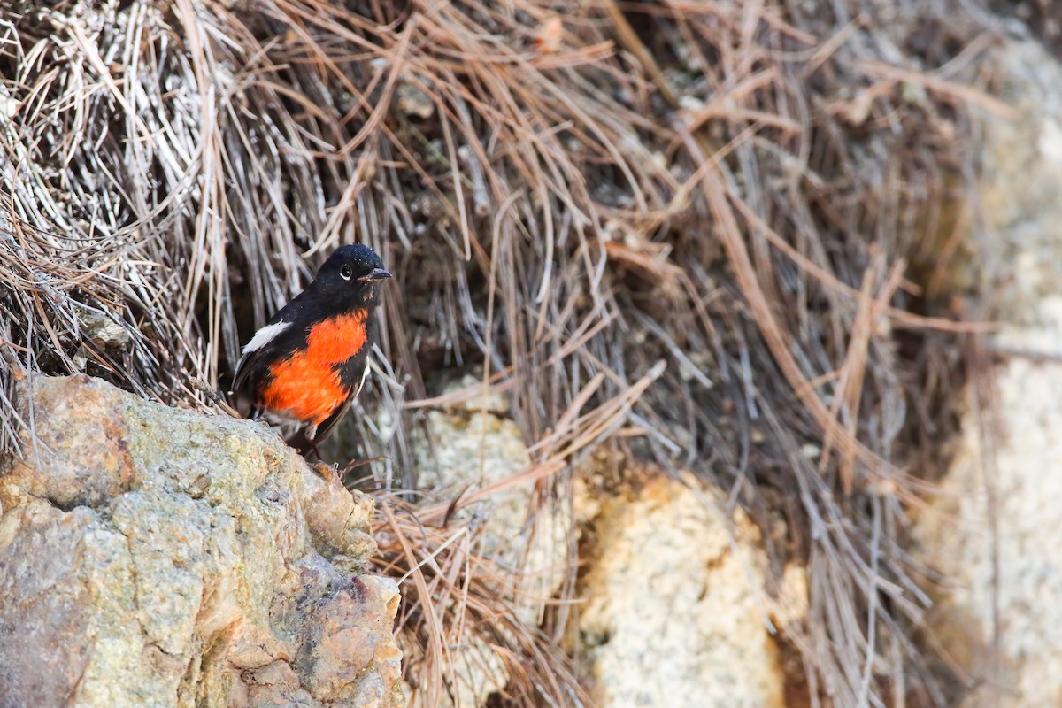 Painted Redstart - ML554205821