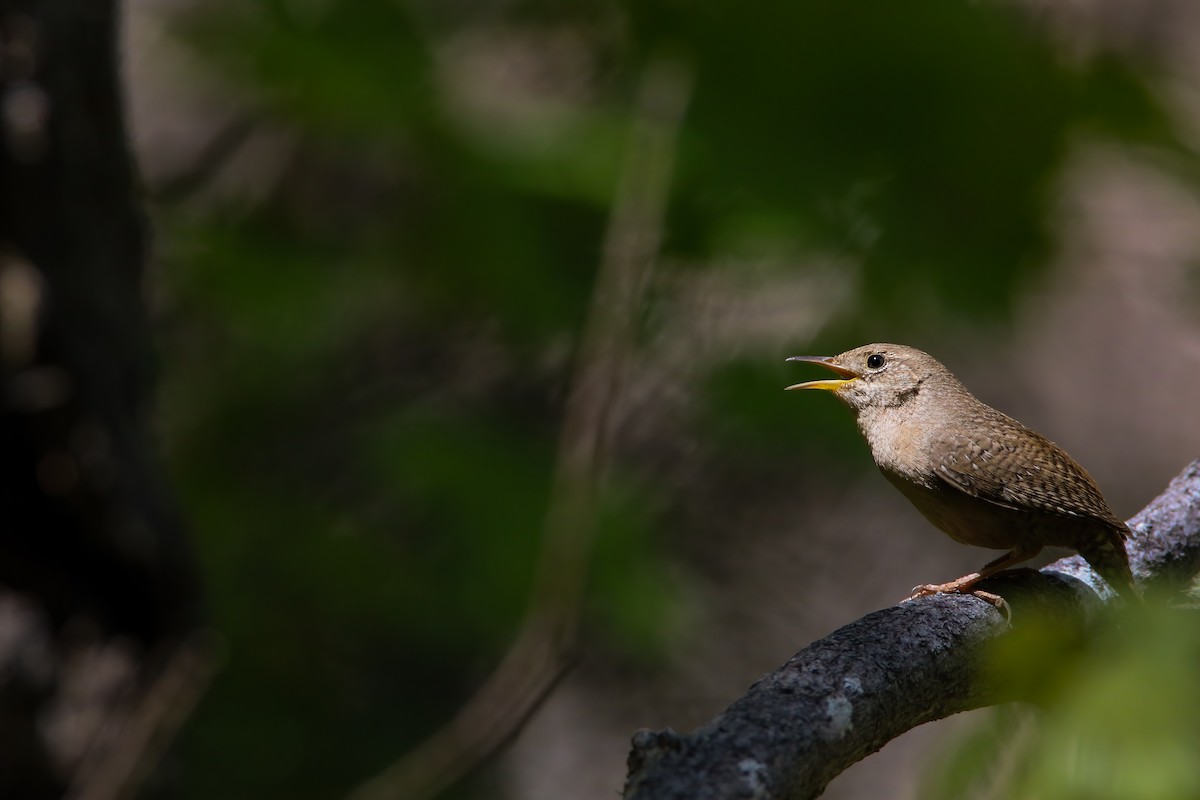 Northern House Wren - ML554205891