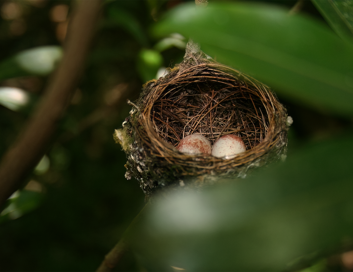 Tinian Monarch - ML554207211