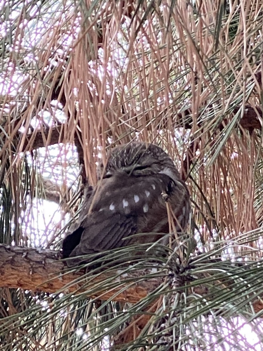 Northern Saw-whet Owl - ML554207451