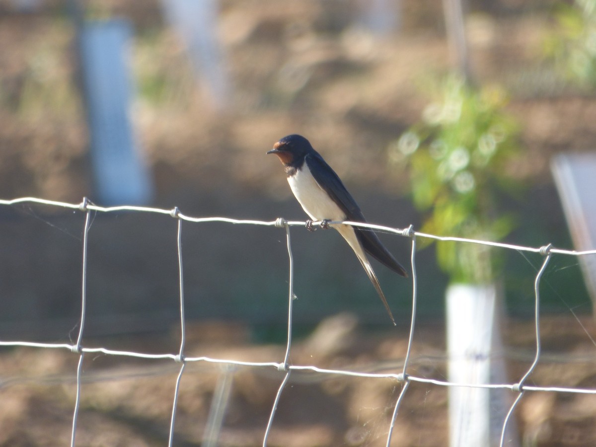 Barn Swallow - João Barata