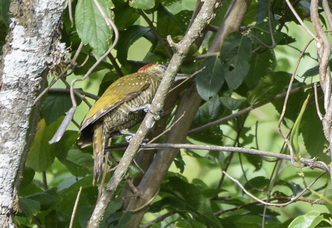 Dot-fronted Woodpecker - ML554208221