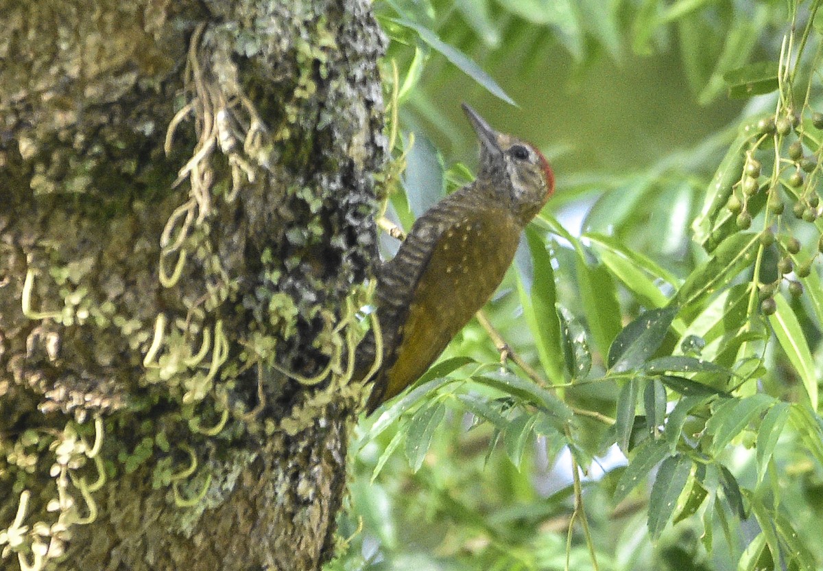 Carpintero de las Yungas - ML554208231