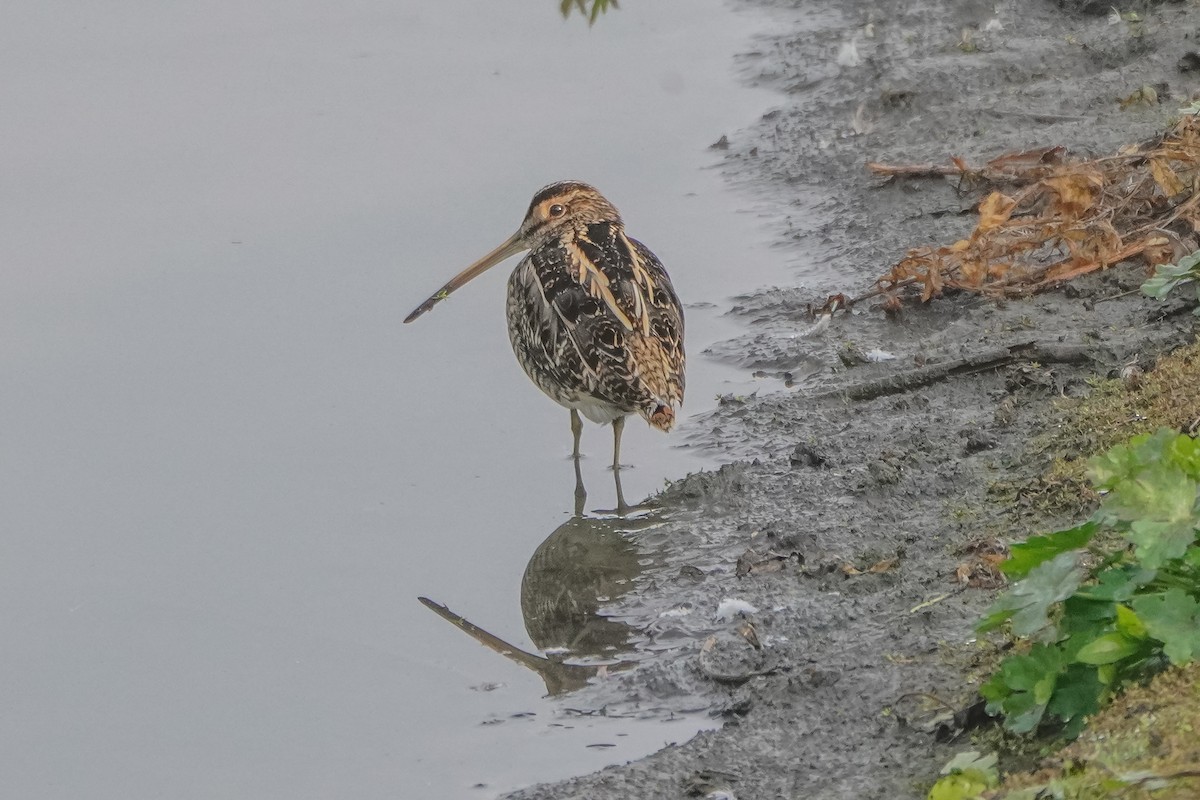 Common Snipe - David Spencer