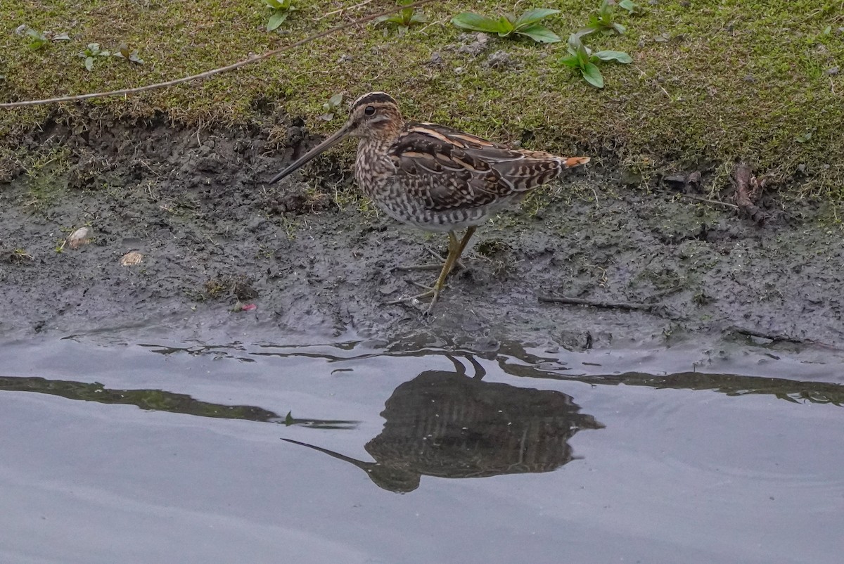 Common Snipe - ML554209121