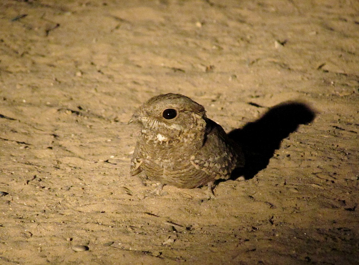 Nubian Nightjar - ML554209221