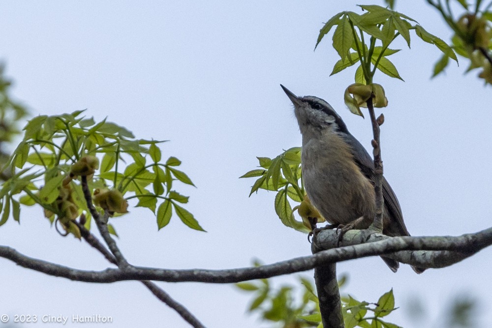 Red-breasted Nuthatch - ML554209871