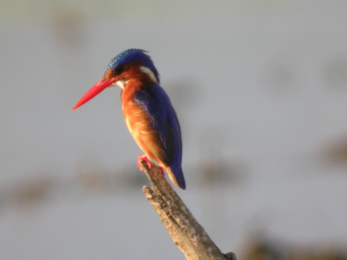 Malachite Kingfisher - ML55421021