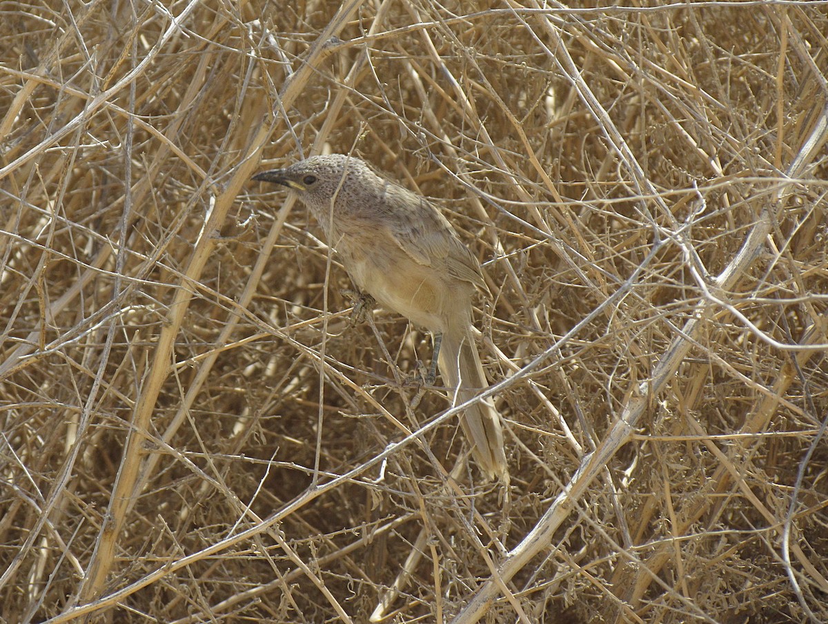 Arabian Babbler - ML554211371