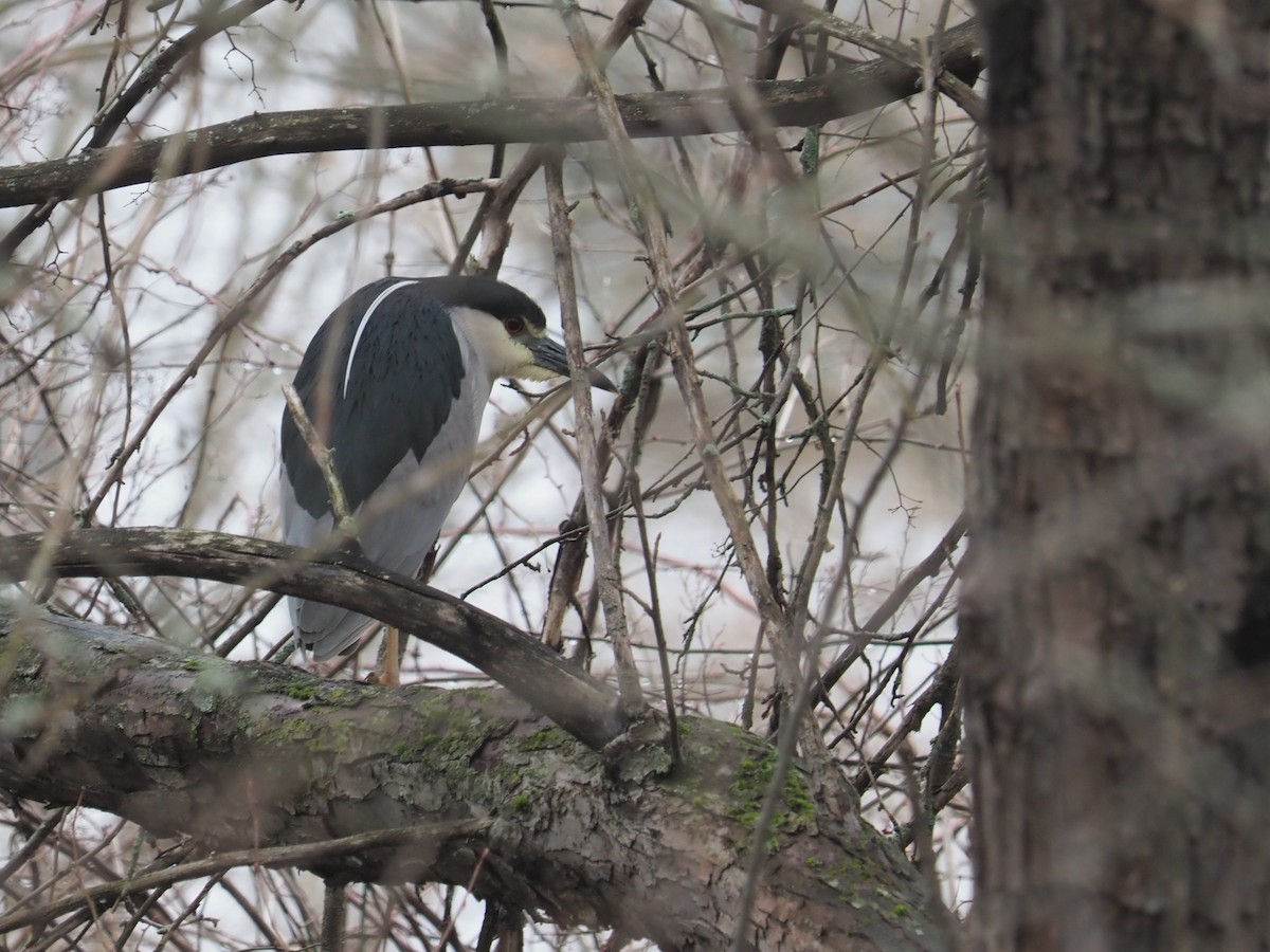 Black-crowned Night Heron - Bill Bunn