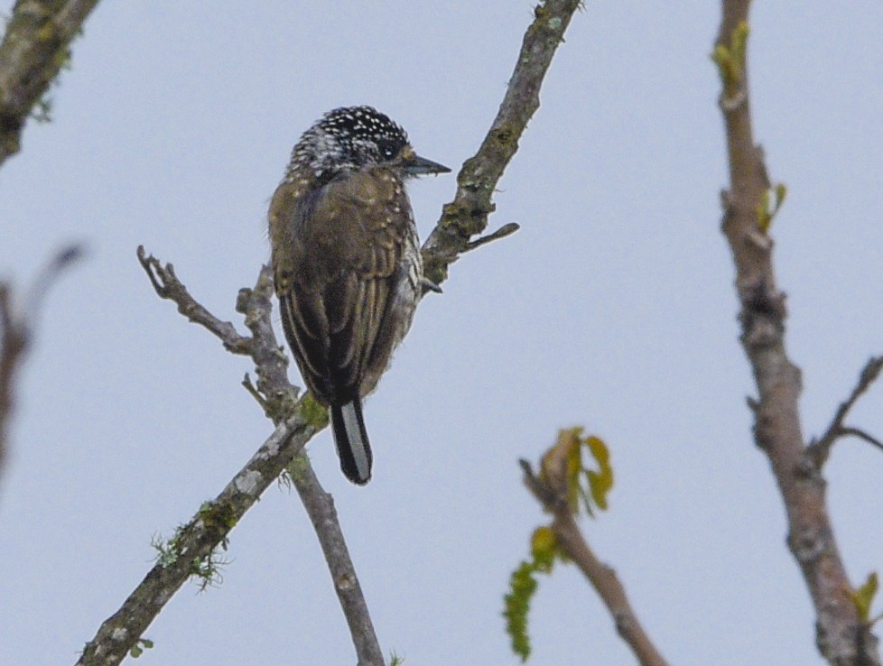 White-barred Piculet - ML554214491