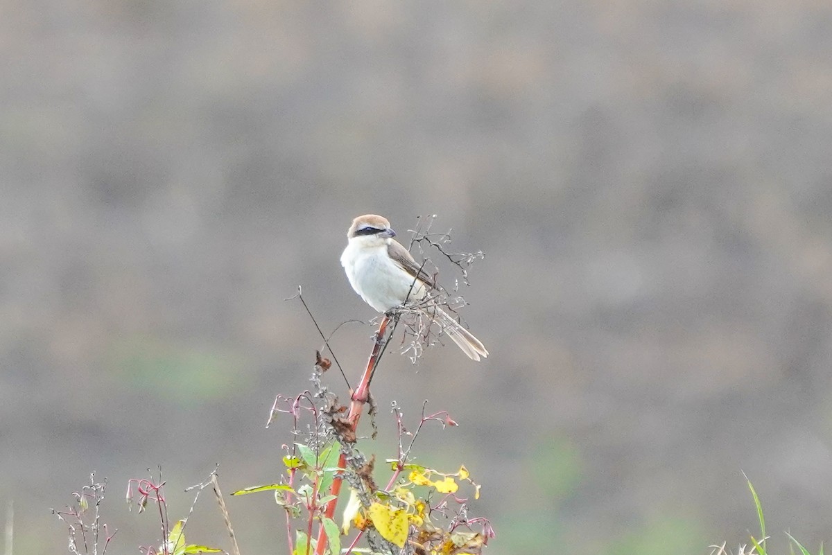 Brown Shrike - ML554214731