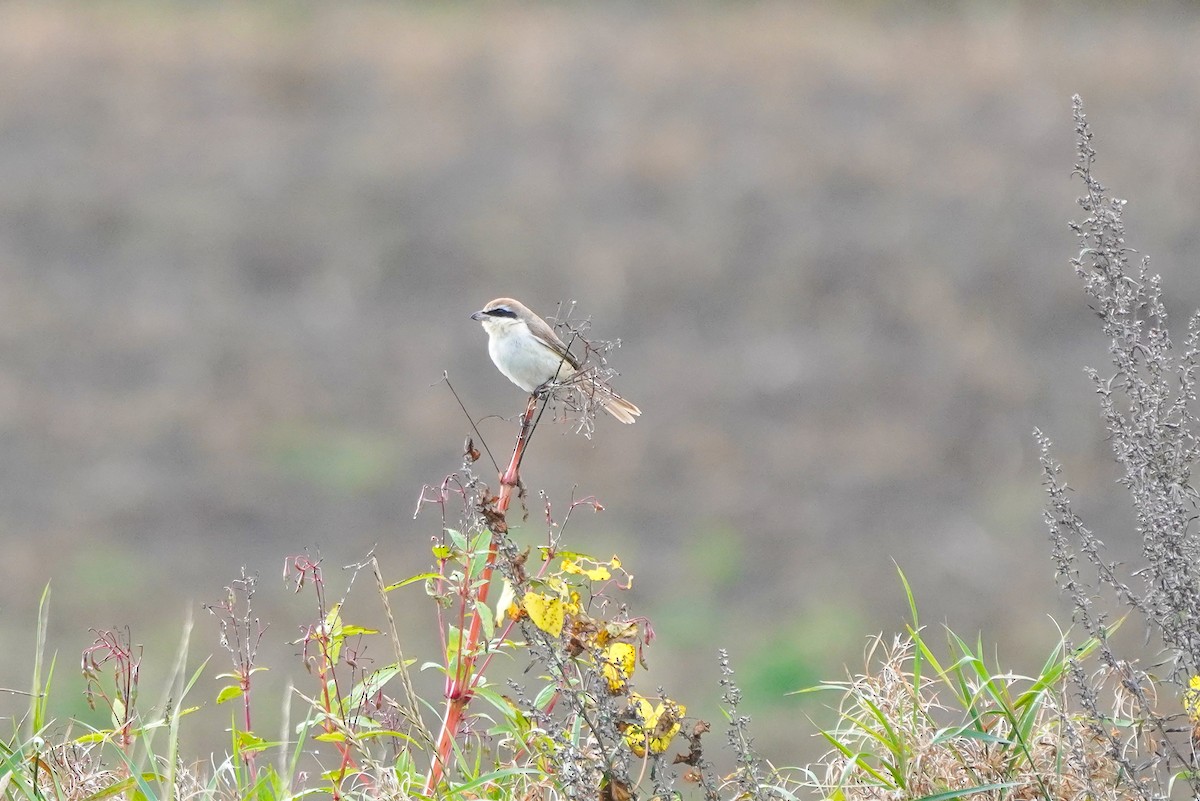 Brown Shrike - ML554214761