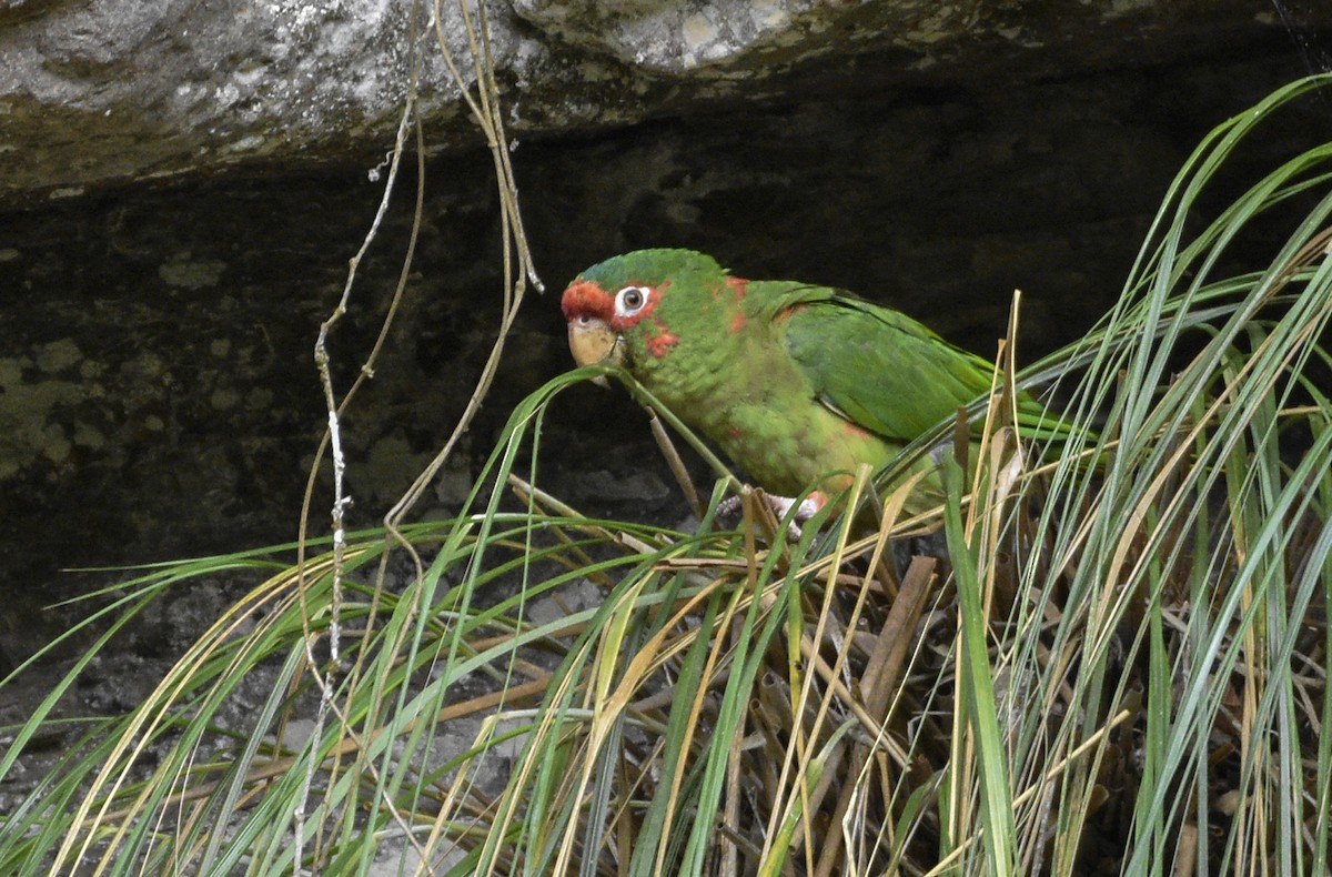 Mitred Parakeet - ML554214821