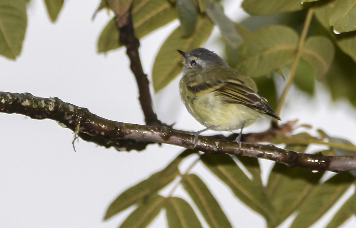 Sclater's Tyrannulet - ML554215191