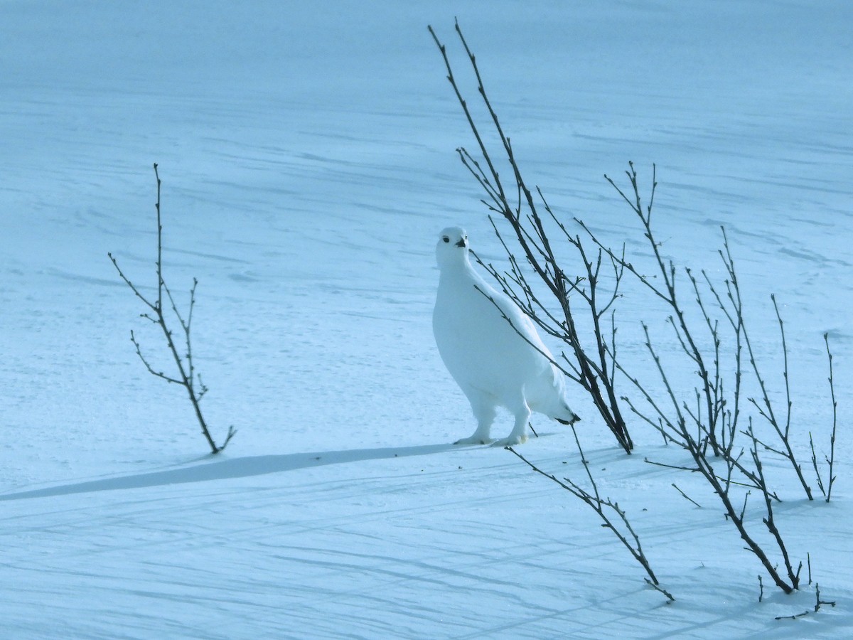 Willow Ptarmigan - ML554215311