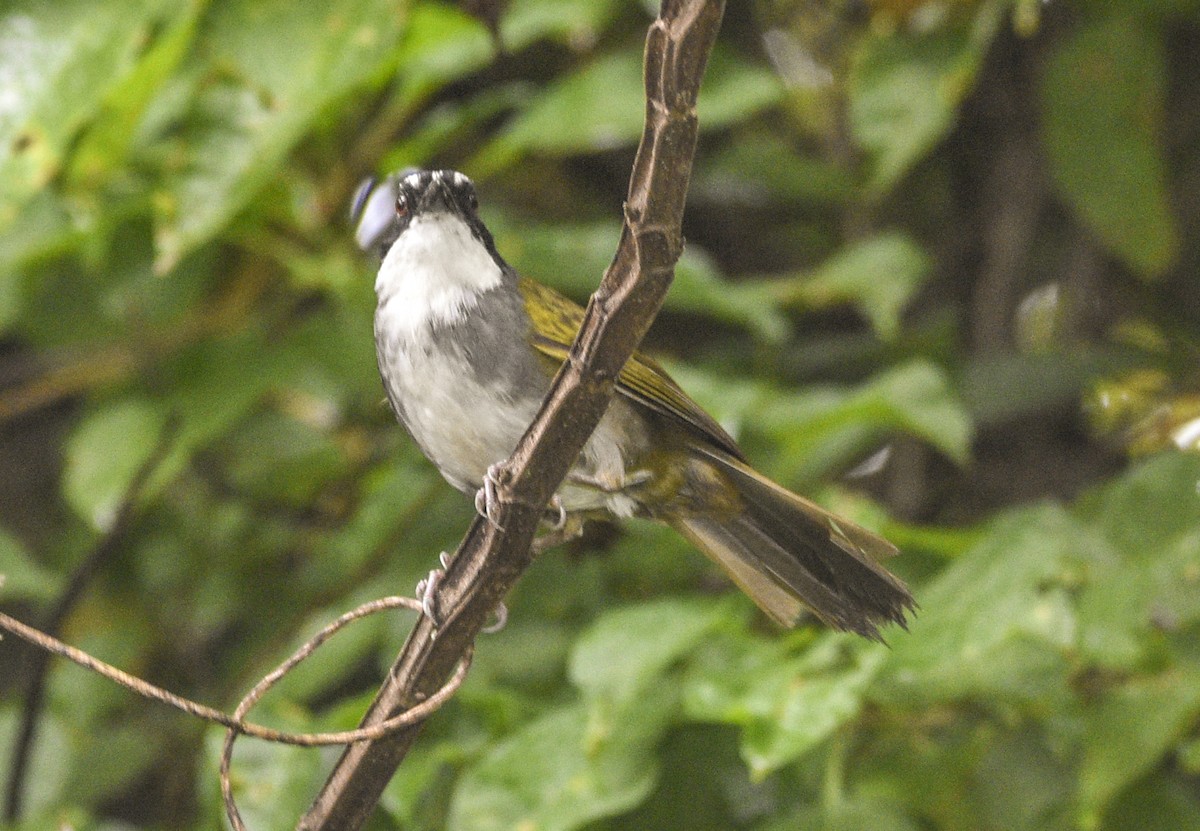 White-browed Brushfinch - ML554215611