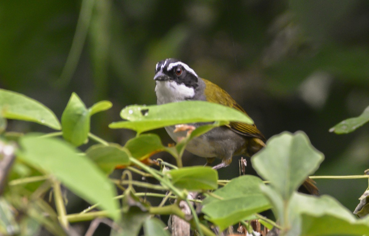 White-browed Brushfinch - federico nagel