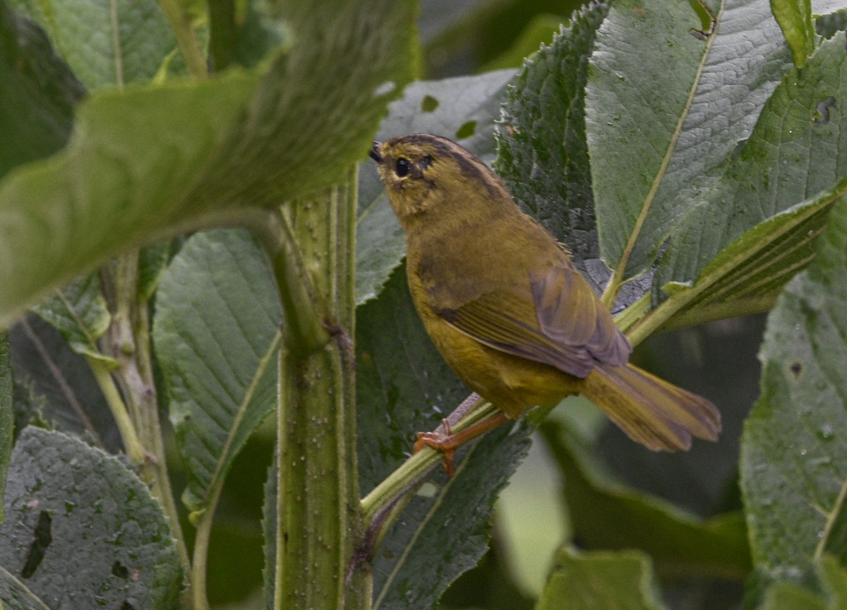 Two-banded Warbler - ML554215851