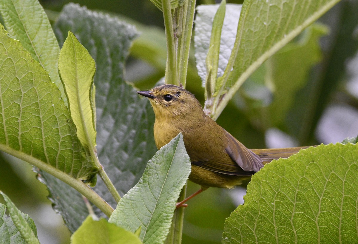 Two-banded Warbler - ML554215861