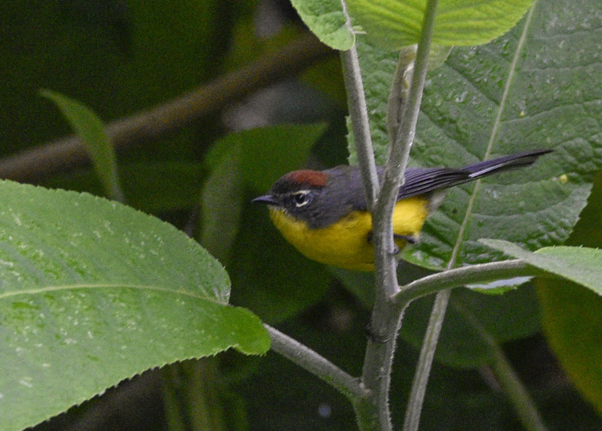 Brown-capped Redstart - ML554216031