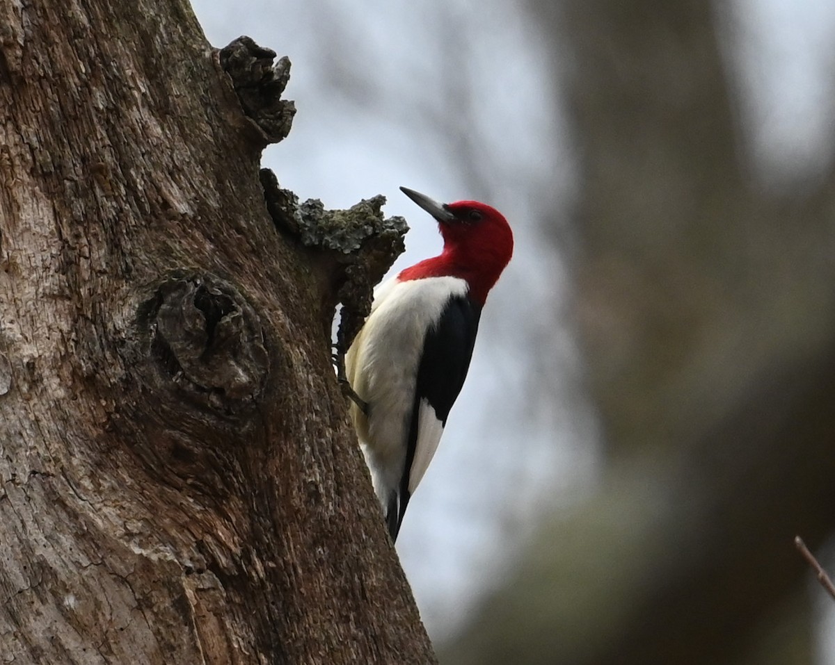 Red-headed Woodpecker - ML554216201
