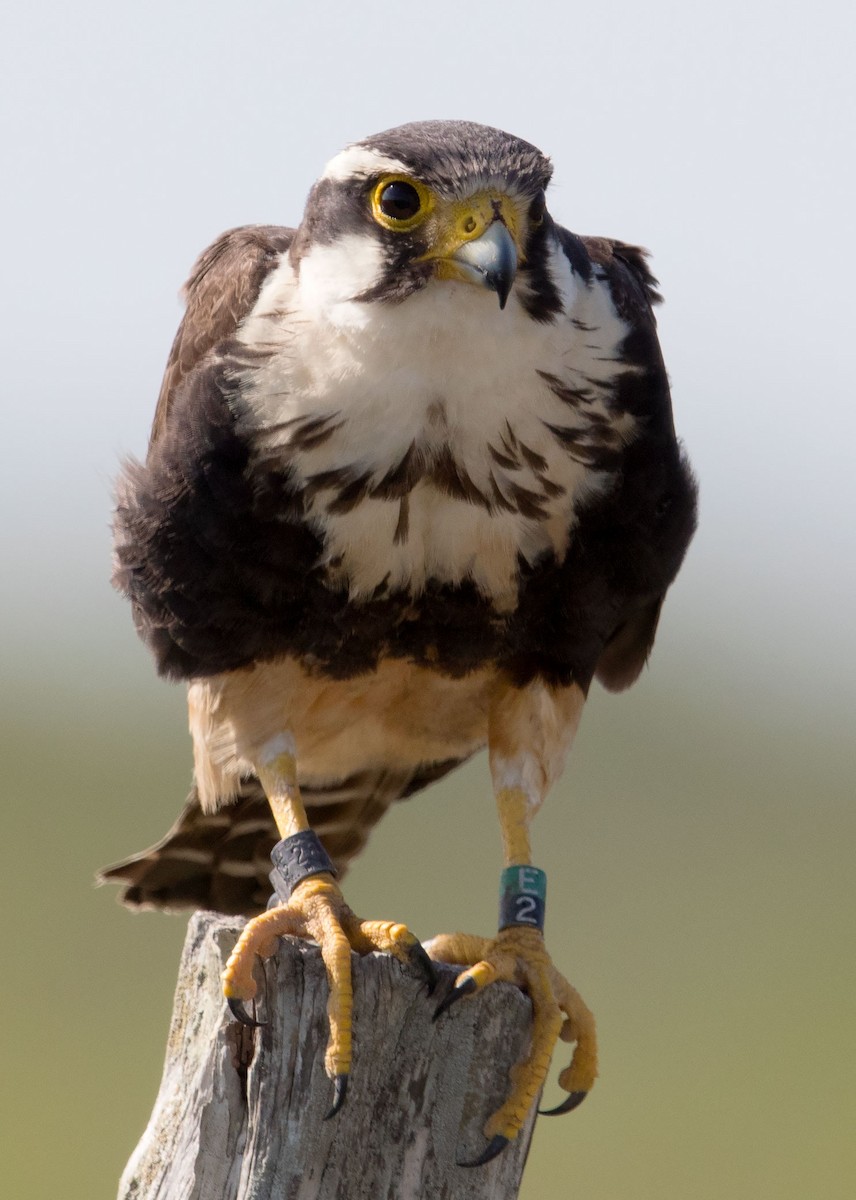 Aplomado Falcon - ML55421621