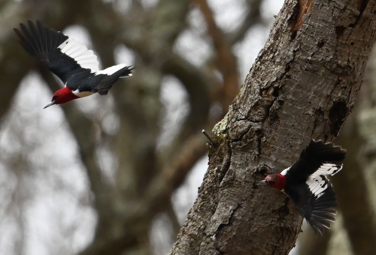 Red-headed Woodpecker - ML554216211
