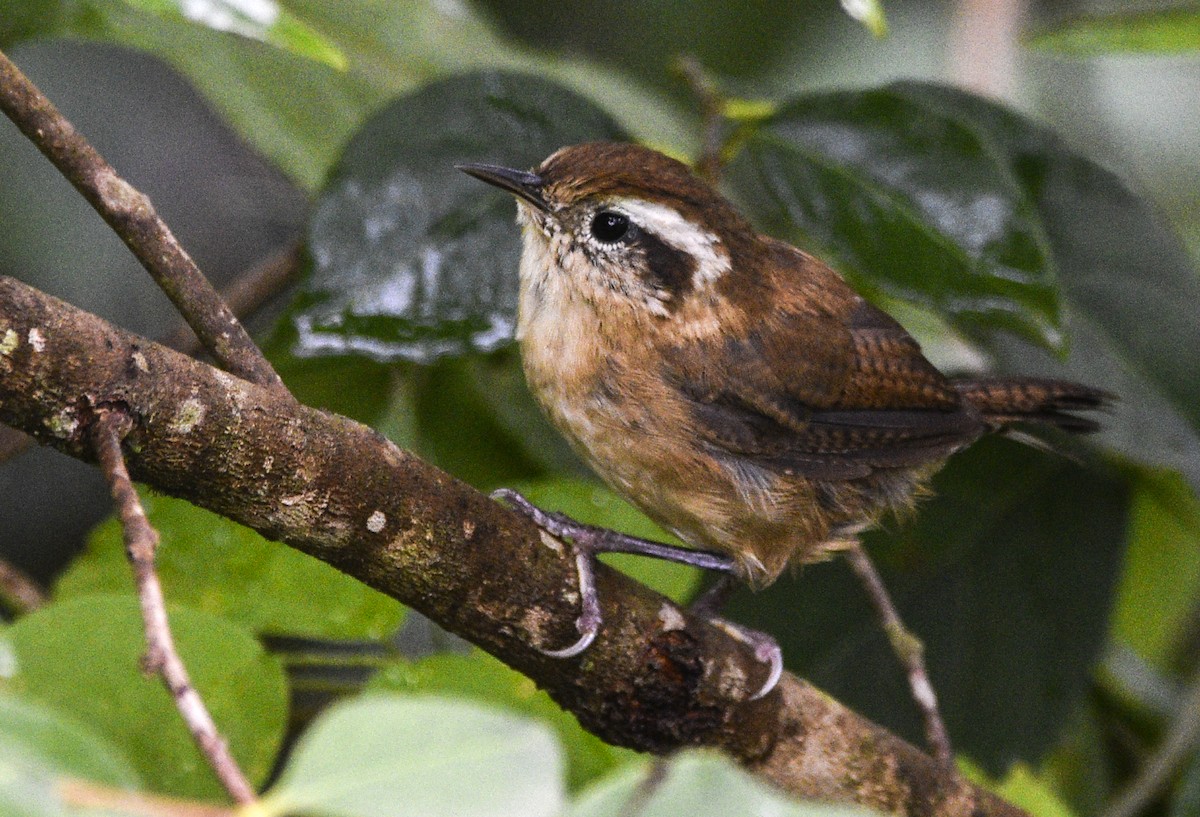 Mountain Wren - ML554216311