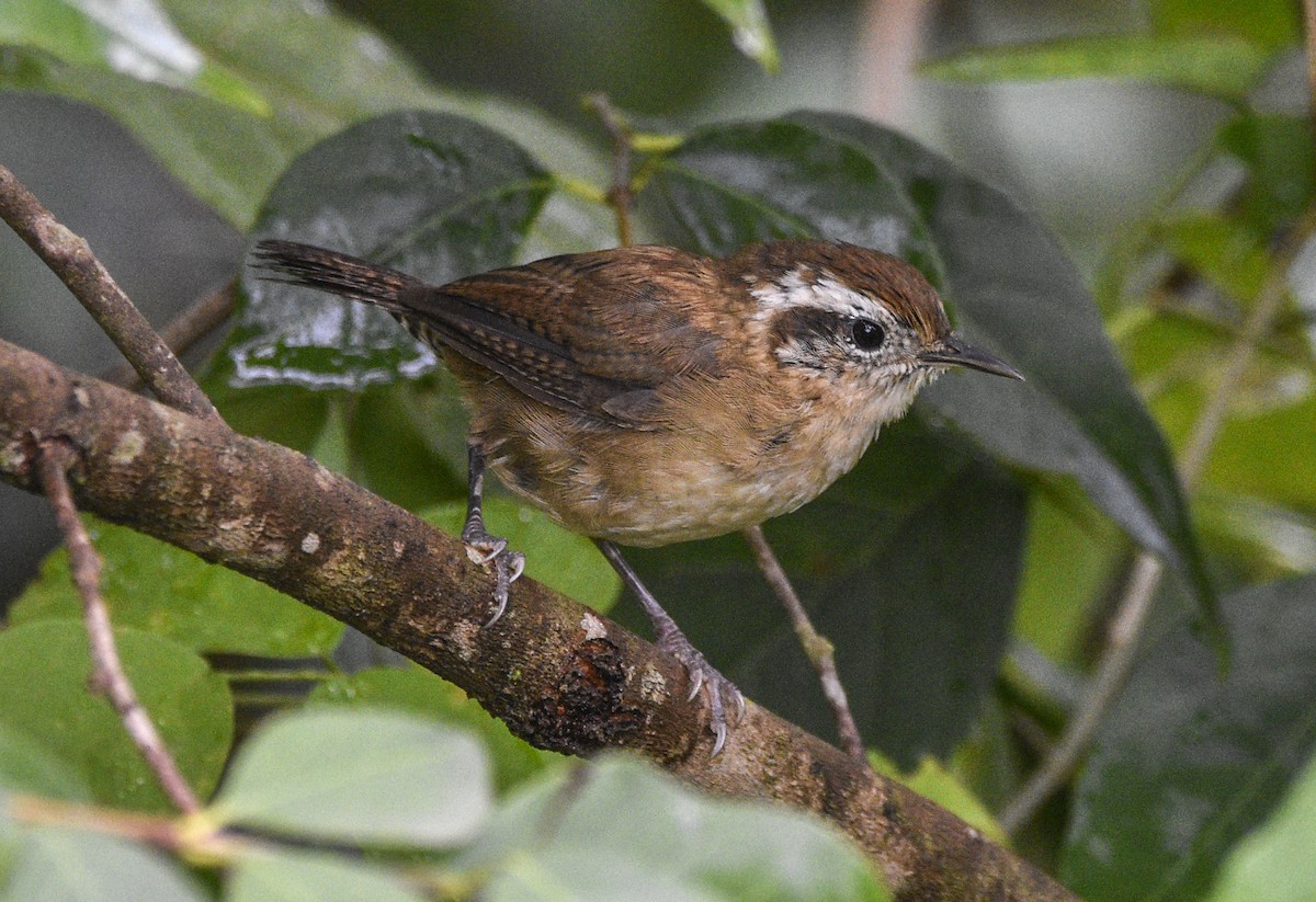 Mountain Wren - federico nagel