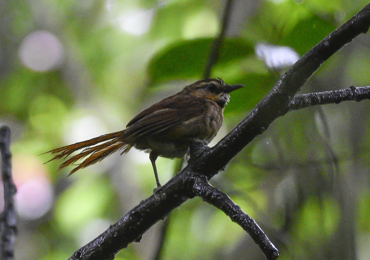 Ochre-cheeked Spinetail - federico nagel