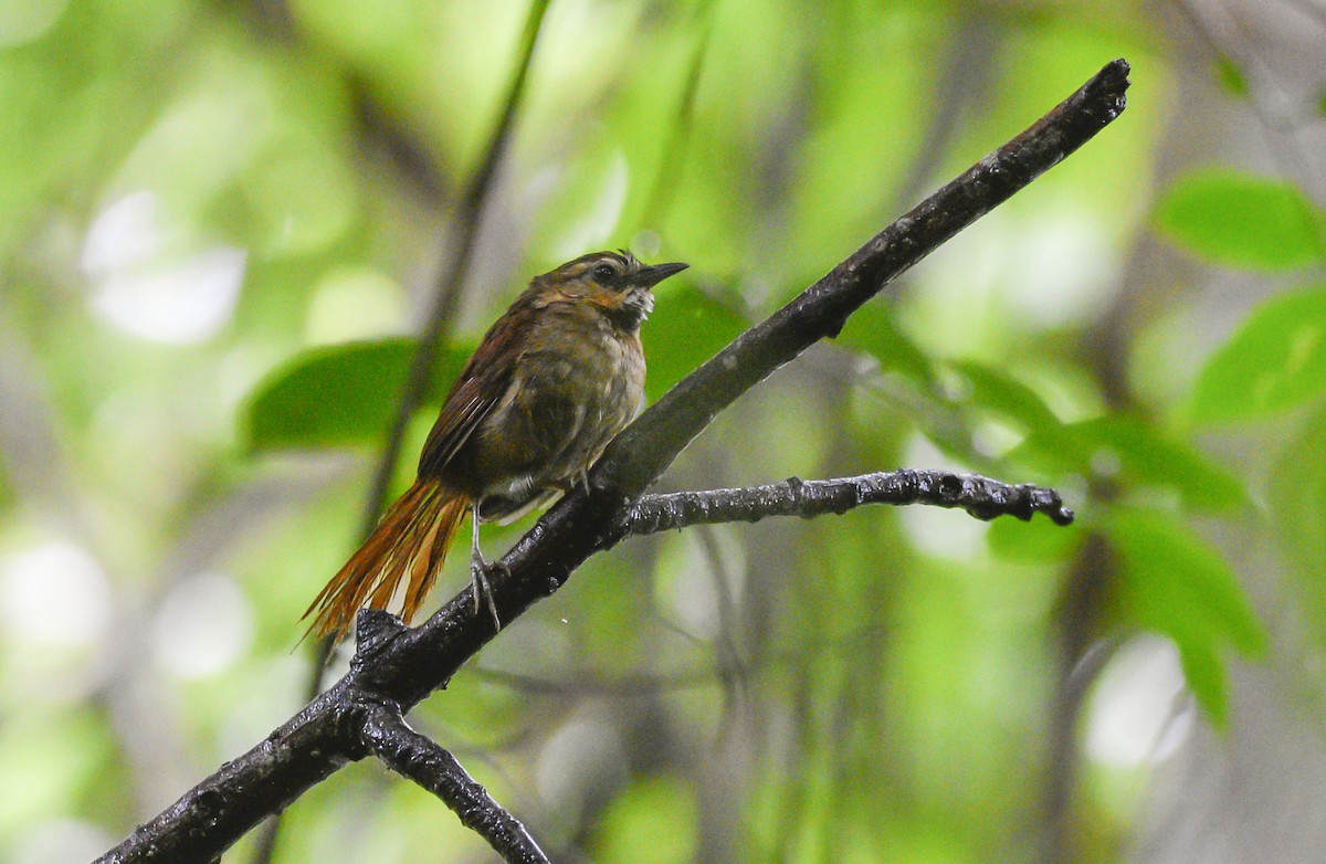 Ochre-cheeked Spinetail - ML554216681